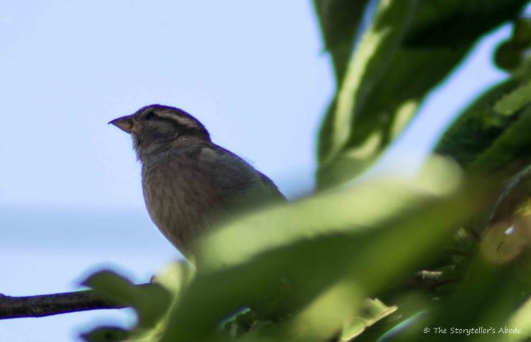 Sparrow in Feeding Tree 1.1