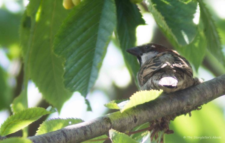 Sparrow in Feeding Tree 6
