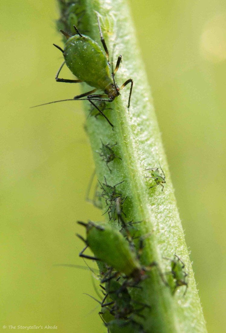 Aphid