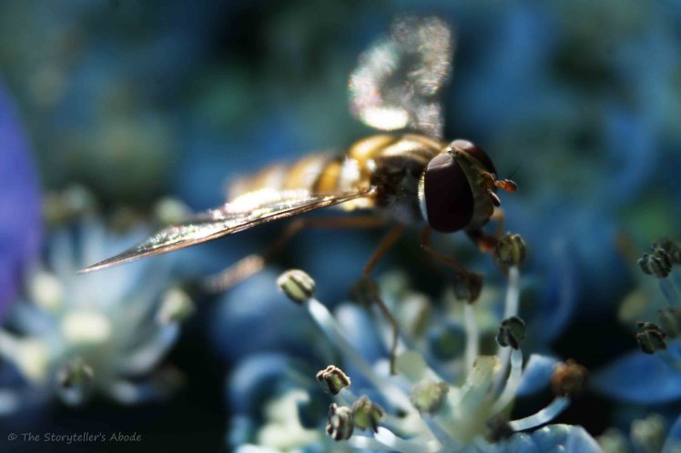 Hoverfly on Hydrangea 2