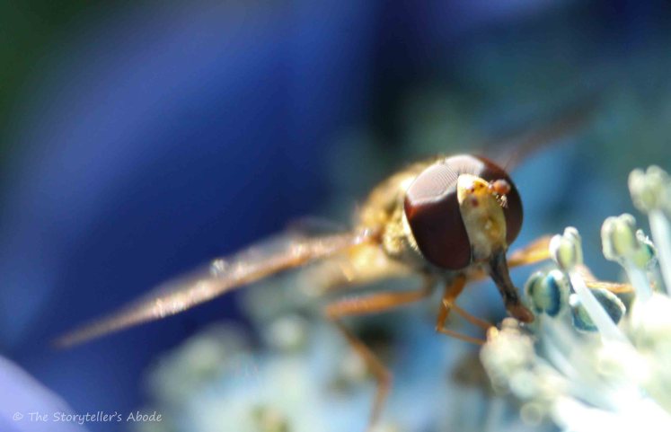 Hoverfly on Hydrangea 4