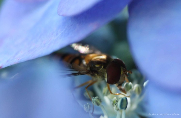 Hoverfly on Hydrangea