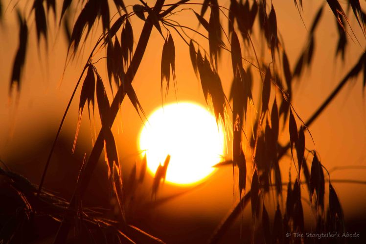 Dawn through wheat 2