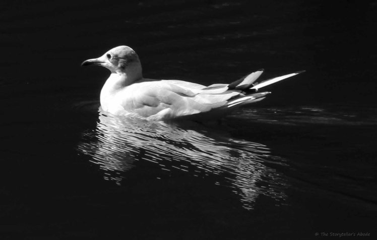 Gull 2 bw