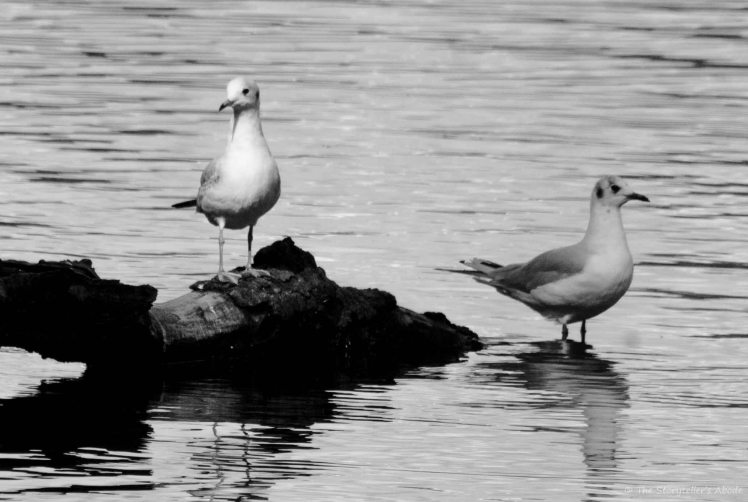 Gulls bw