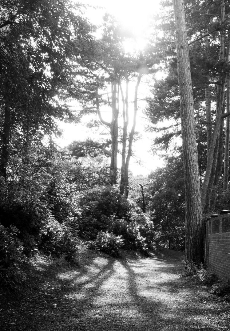 Sun through Trees BandW