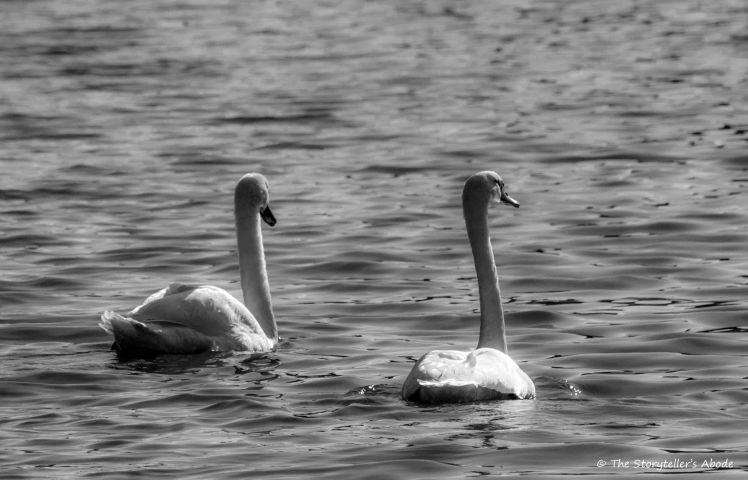 swans bw 3