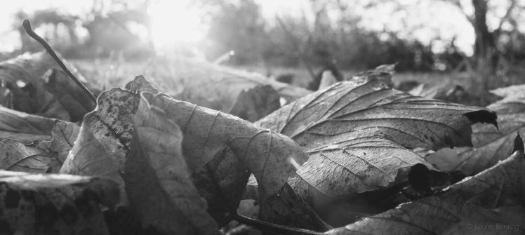 Fallen Leaves bw