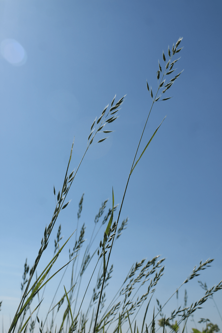long grass andblue skies
