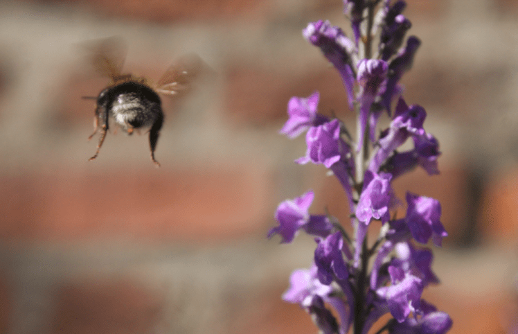 Bee on purple flowers8