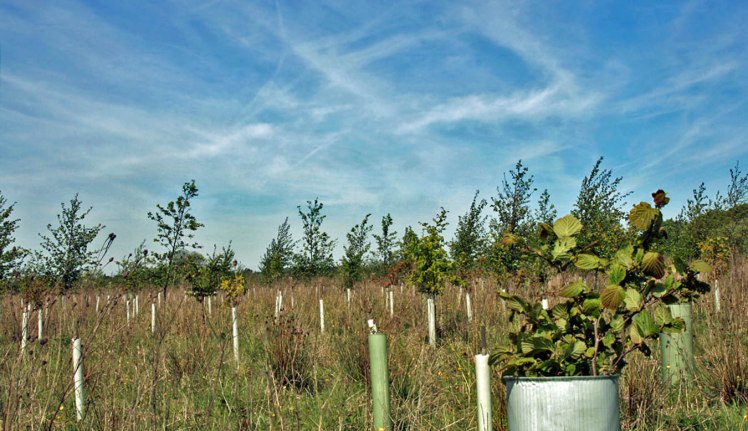 A bank of young trees beneath blue skies at Griffin Wood.