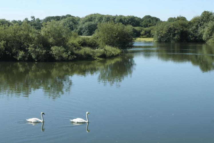 A pair of swans on a lake.