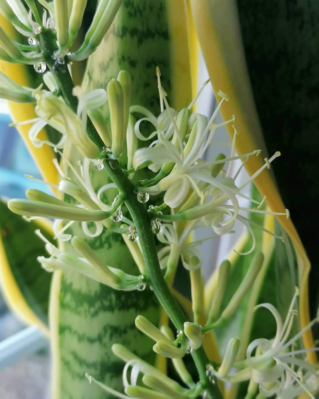 Sweet Sansevieria  An Enchanted Place